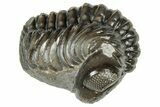 Long, Curled Austerops Trilobite - Morocco #323518-2
